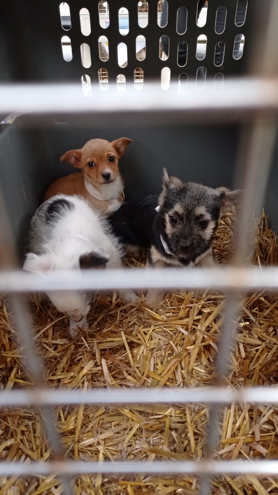 Hundetransport und Spenden für die SMEURA – Hunde Grenzenlos e.V.